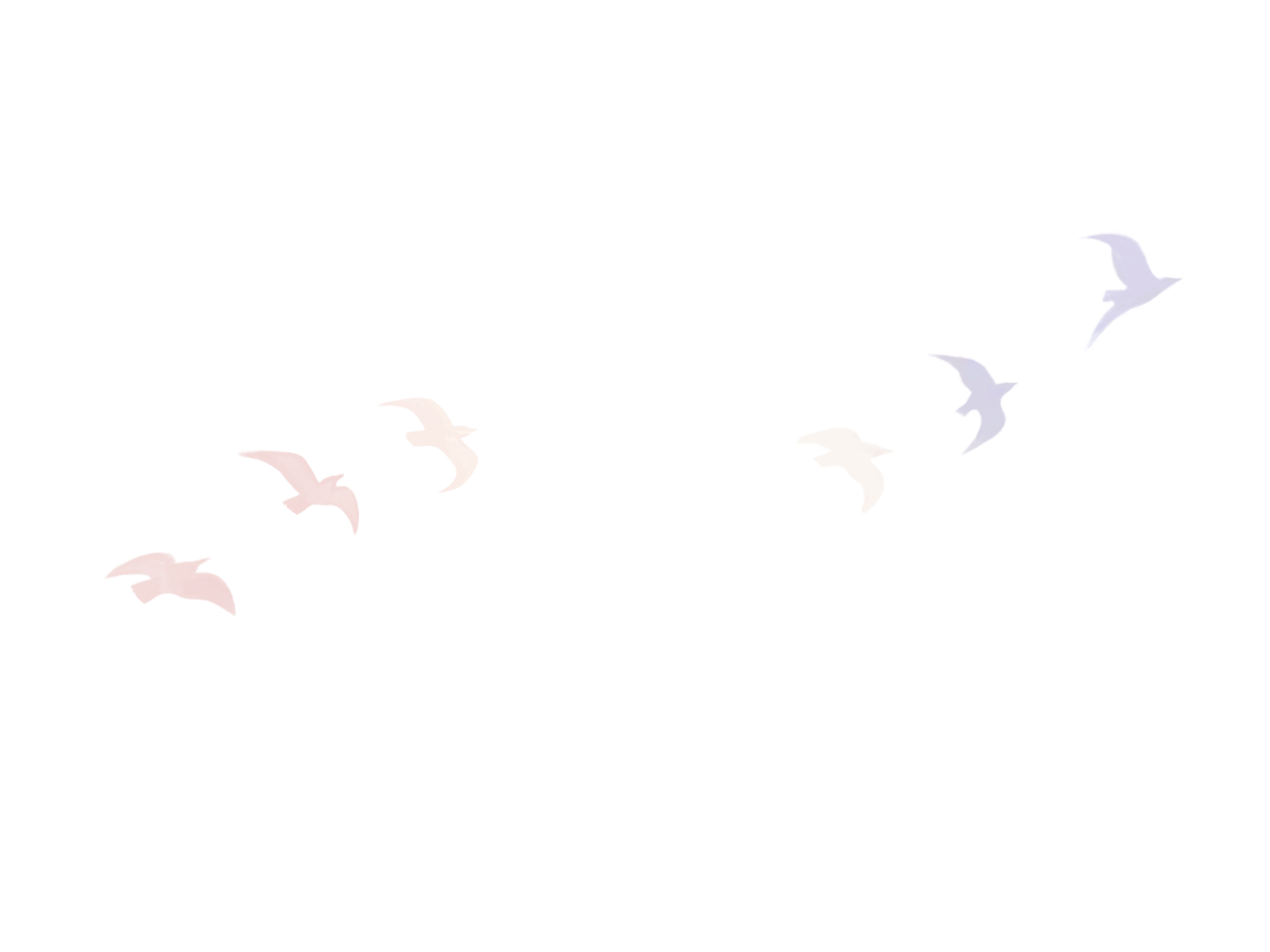 birds